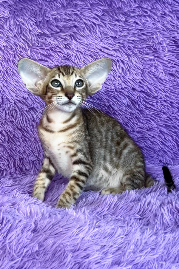 Harry | Oriental Shorthair Kitten