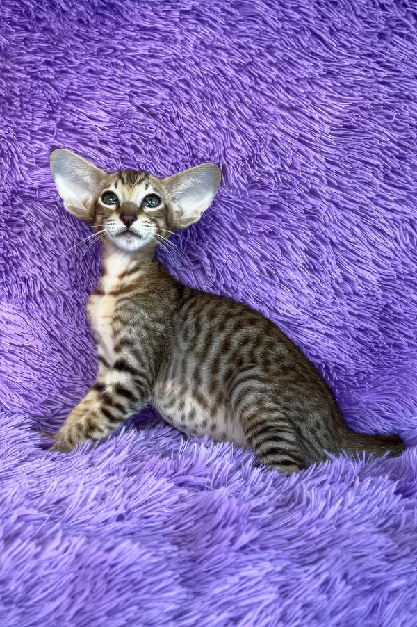 Harry | Oriental Shorthair Kitten