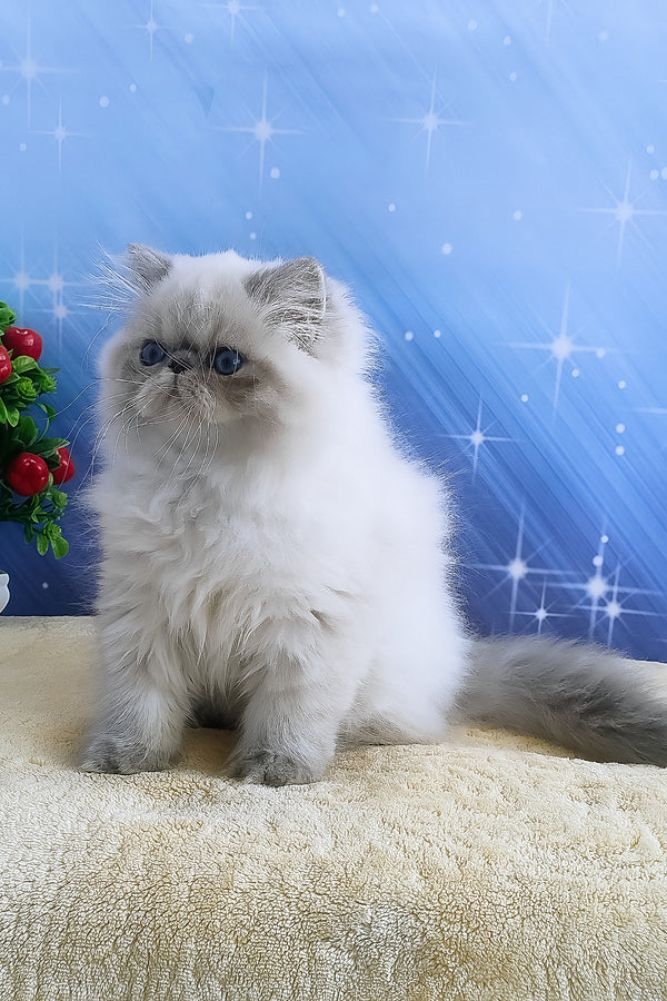 Harry persian kitten fluffy white with blue eyes and gray tipped tail sitting on textured surface perfect for alice persian