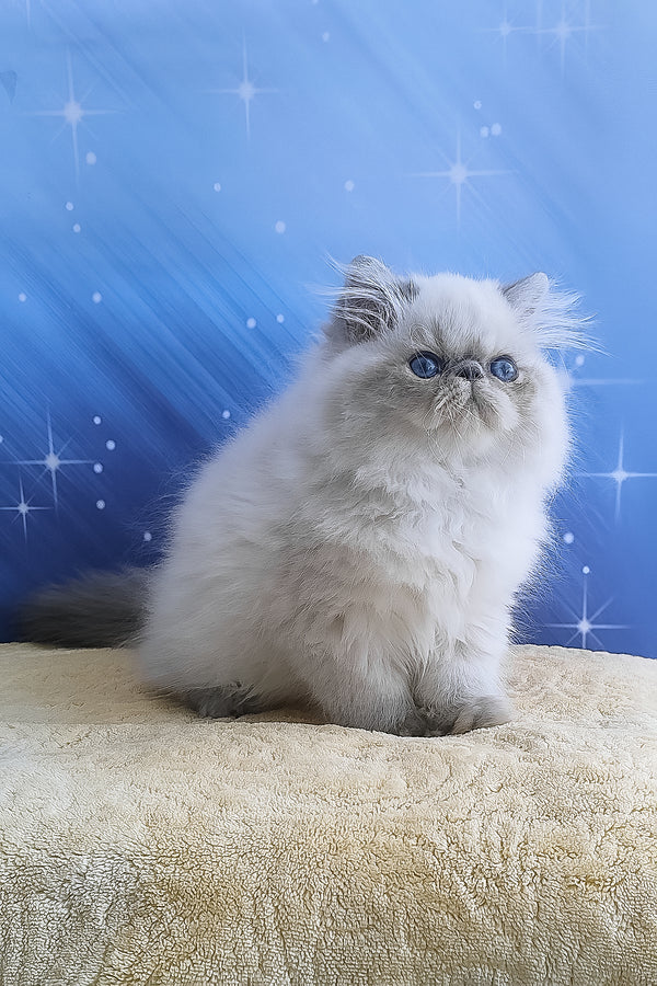 Fluffy cream-colored persian kitten harry with striking blue eyes and soft long-haired coat perfect for alice persian fans