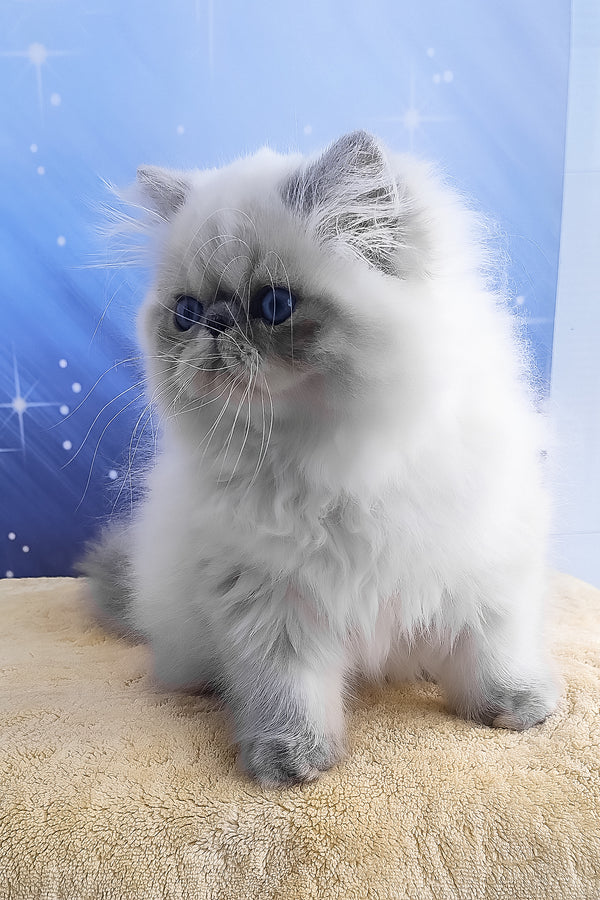 Fluffy white and gray persian kitten harry with striking blue eyes perfect for alice persian kitten lovers