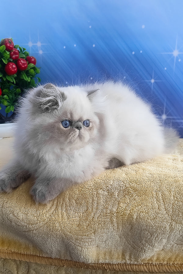 Fluffy cream and gray persian kitten harry with striking blue eyes resting on a textured golden towel perfect for alice persian fans