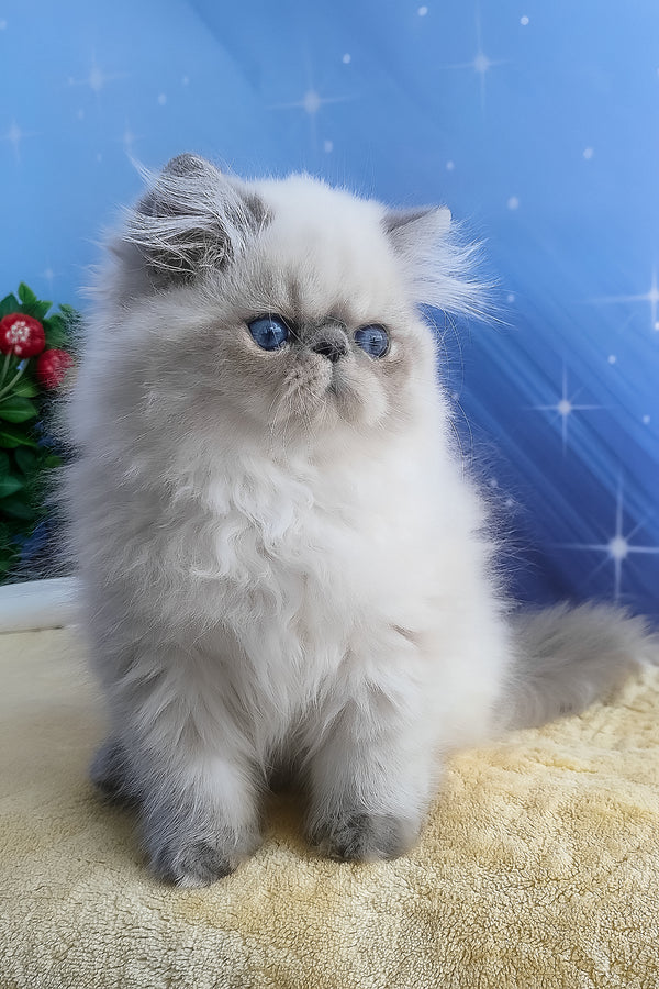 Fluffy silver and cream persian kitten harry with striking blue eyes perfect for alice persian kitten lovers