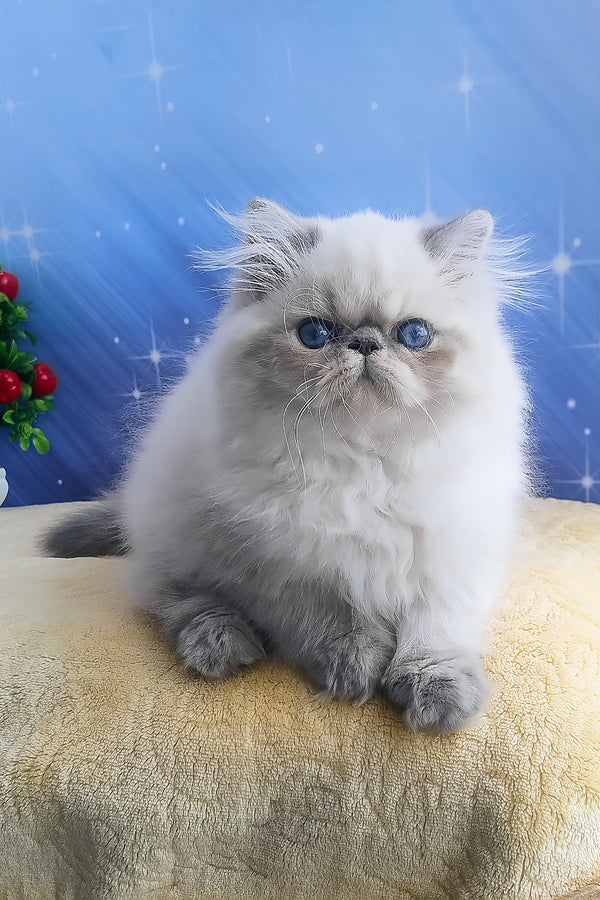 Fluffy silver persian kitten harry with striking blue eyes and soft luxurious coat perfect for alice persian kitten fans