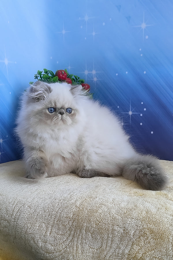 Fluffy white persian kitten harry with blue eyes wearing festive green and red wreath perfect for alice persian fans