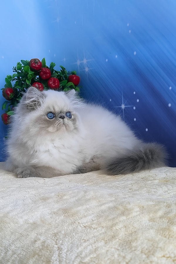A fluffy cream-colored persian kitten with striking blue eyes and soft long-haired coat in harry alice persian style