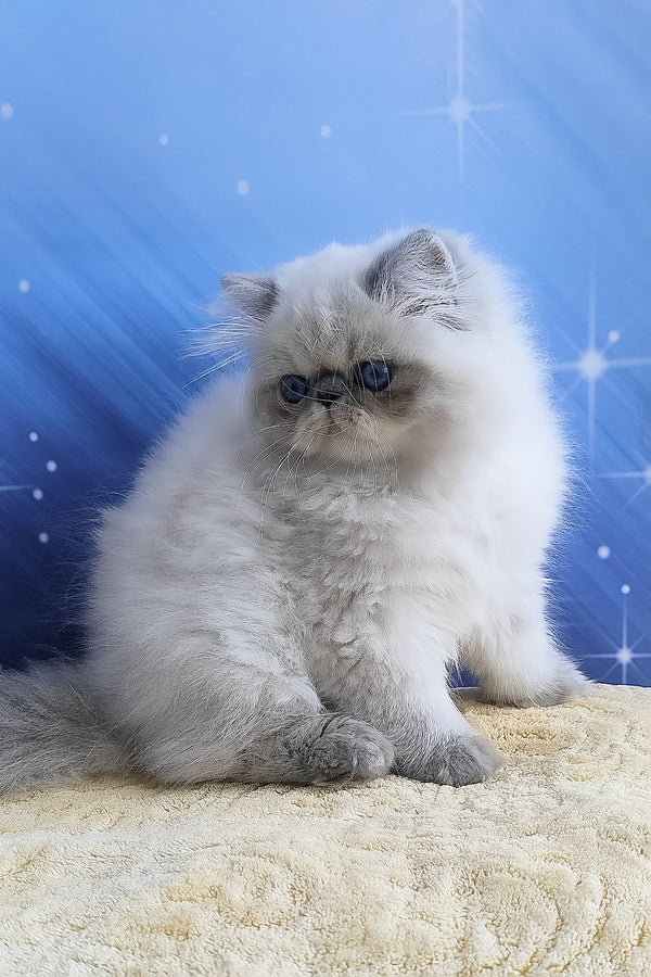 Fluffy cream-colored persian kitten harry with soft long fur and dark eyes perfect for alice persian kitten lovers