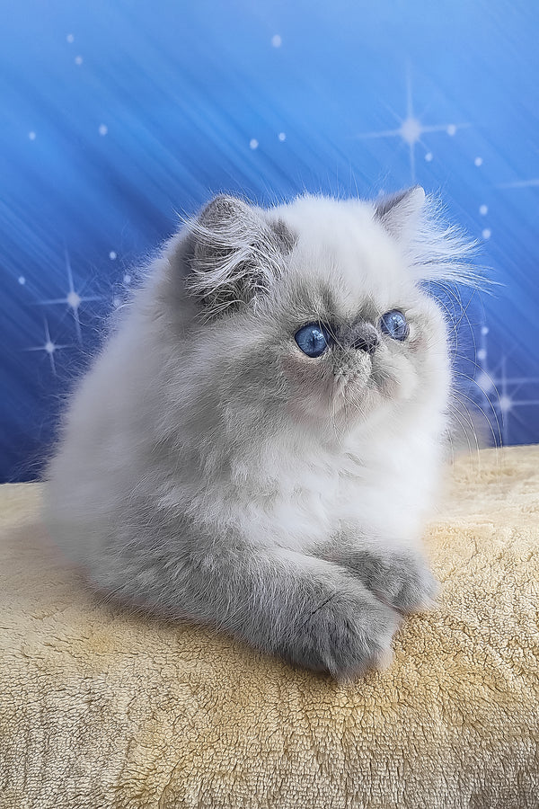 Fluffy silver and white persian kitten harry with striking blue eyes perfect for alice persian kitten lovers