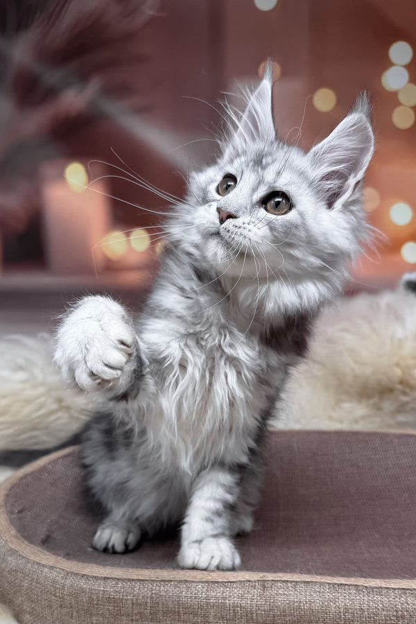 Hatem | Maine Coon Kitten