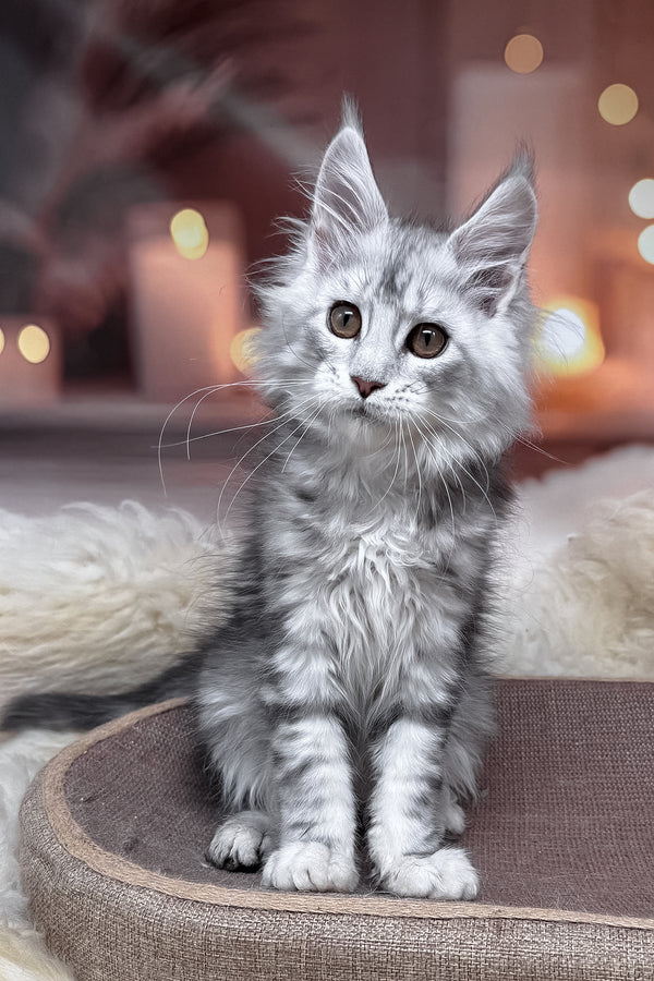 Hatem | Maine Coon Kitten