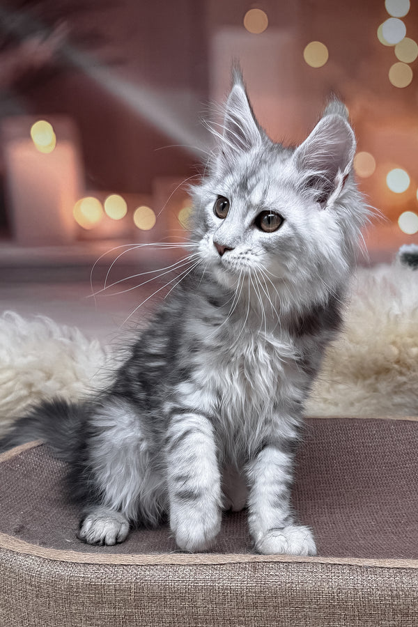 Hatem | Maine Coon Kitten