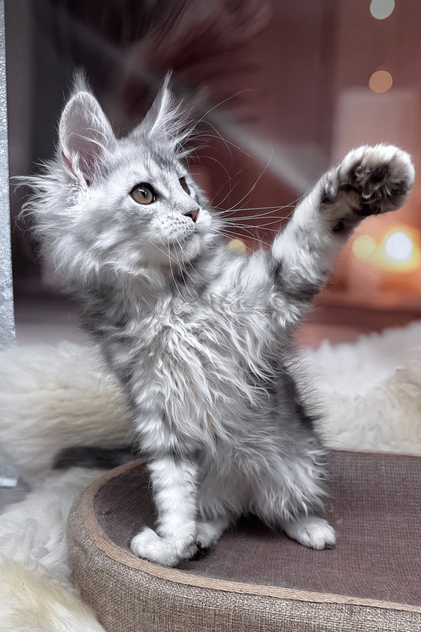 Hatem | Maine Coon Kitten