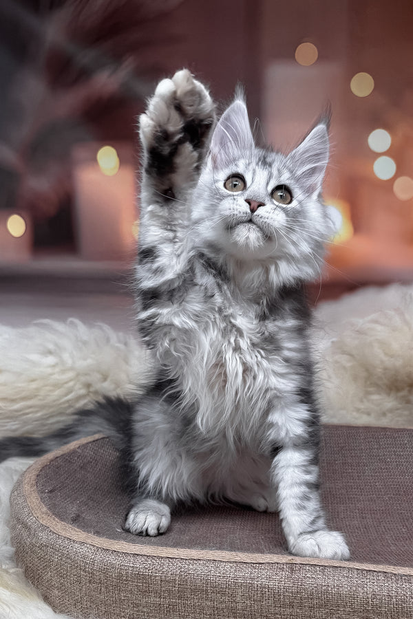 Hatem | Maine Coon Kitten