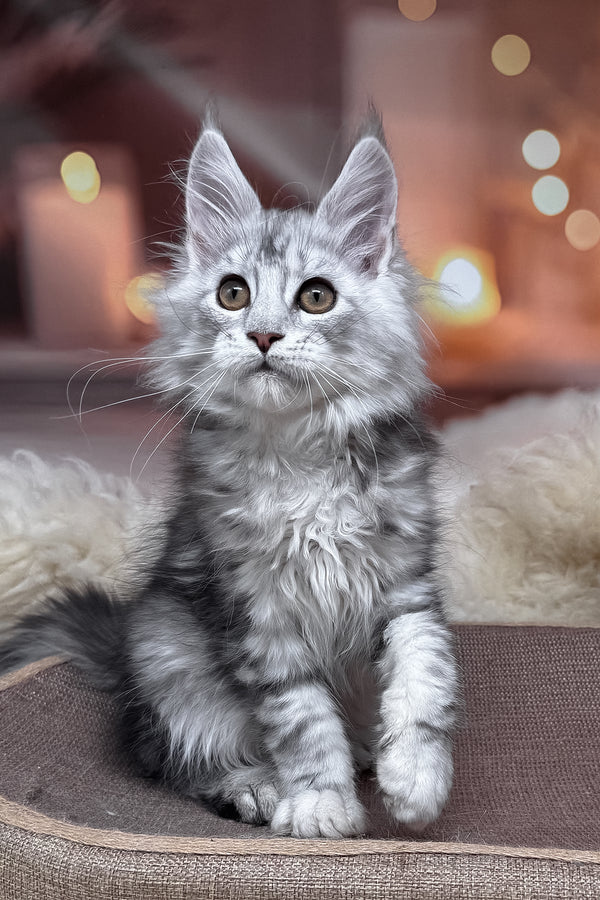 Hatem | Maine Coon Kitten