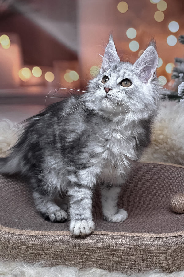 Hatem | Maine Coon Kitten