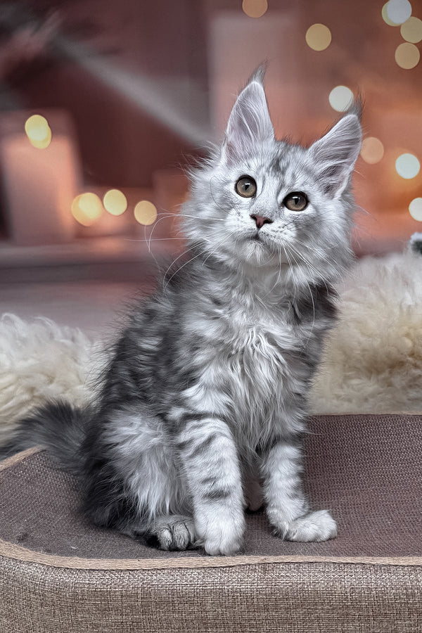 Hatem | Maine Coon Kitten