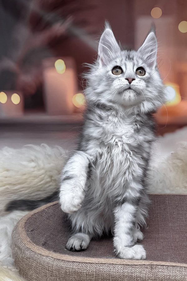 Hatem | Maine Coon Kitten