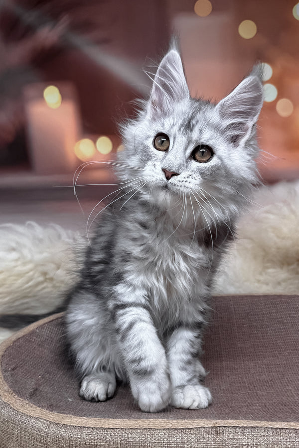 Hatem | Maine Coon Kitten