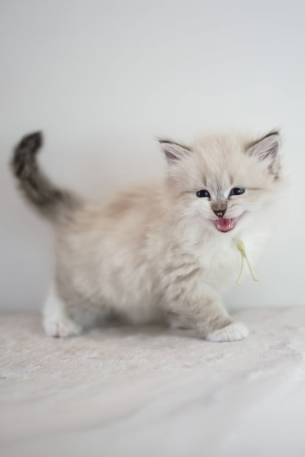 Hattie | Siberian Kitten