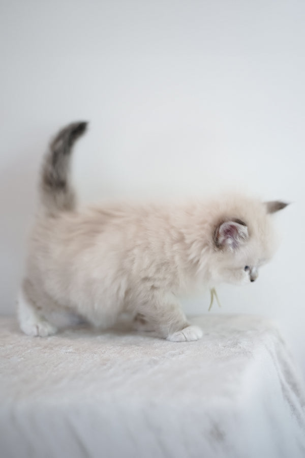 Hattie | Siberian Kitten