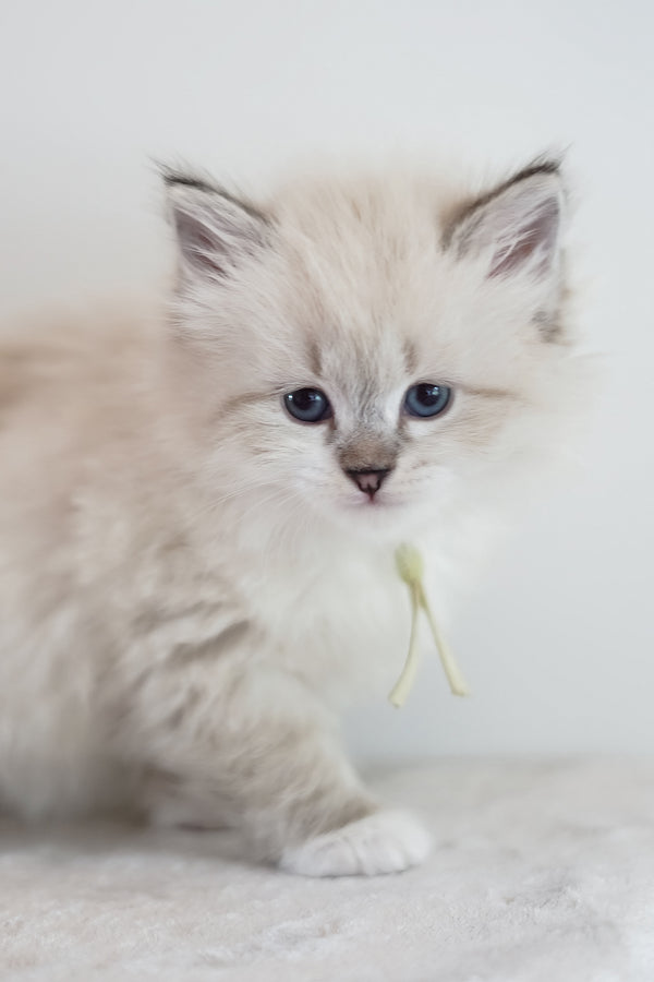 Hattie | Siberian Kitten