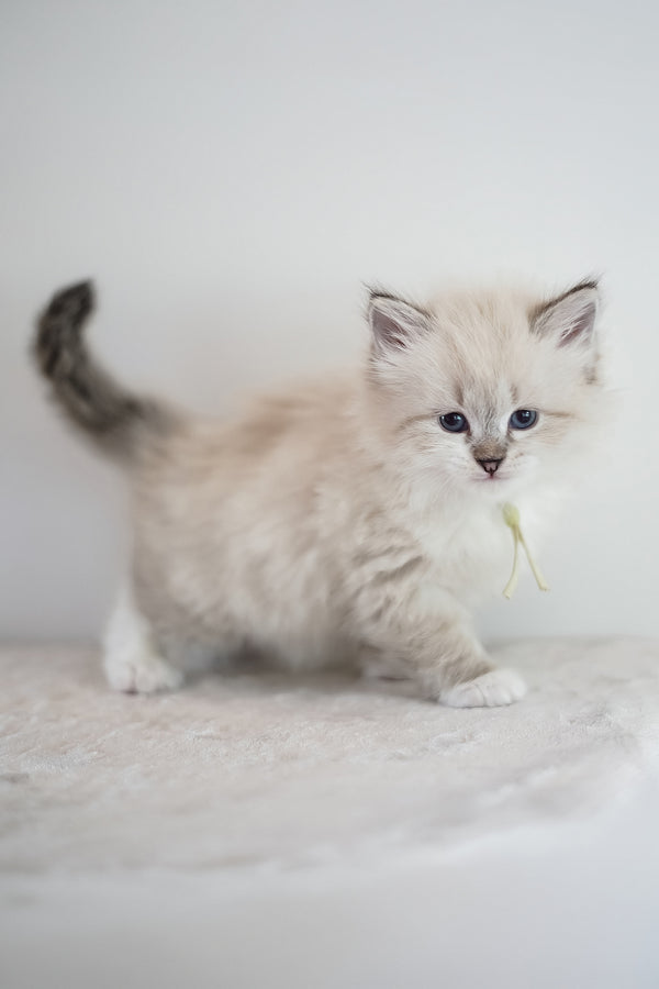 Hattie | Siberian Kitten