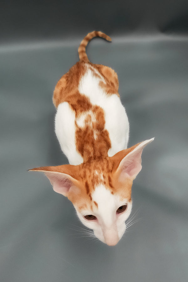 Hayo | Oriental Shorthair Kitten