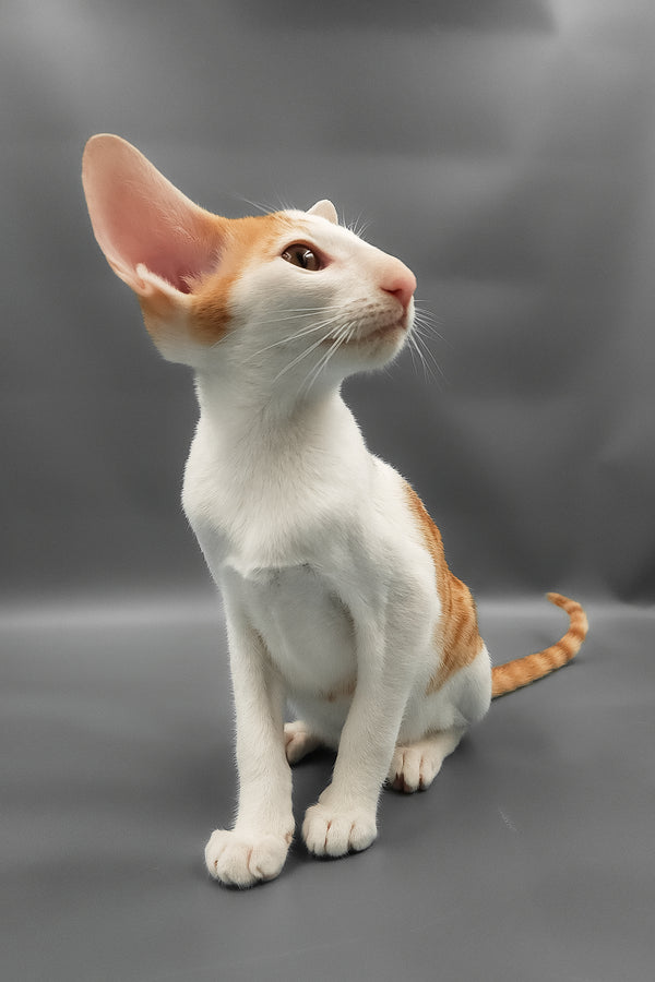 Hayo | Oriental Shorthair Kitten