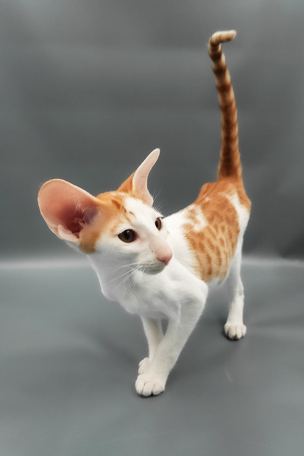 Hayo | Oriental Shorthair Kitten