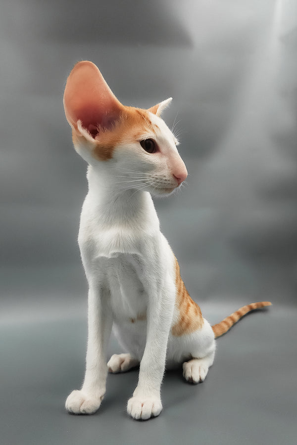 Hayo | Oriental Shorthair Kitten