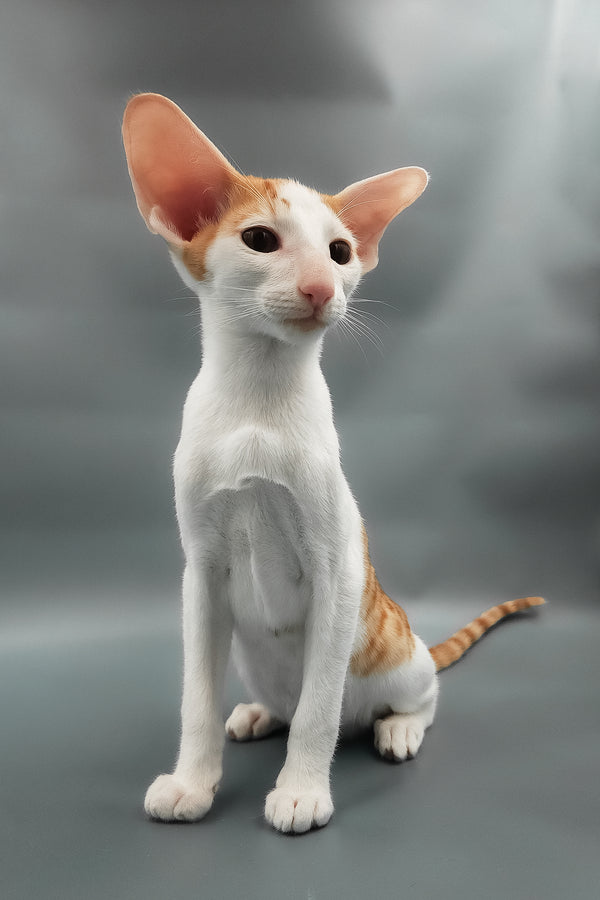 Hayo | Oriental Shorthair Kitten
