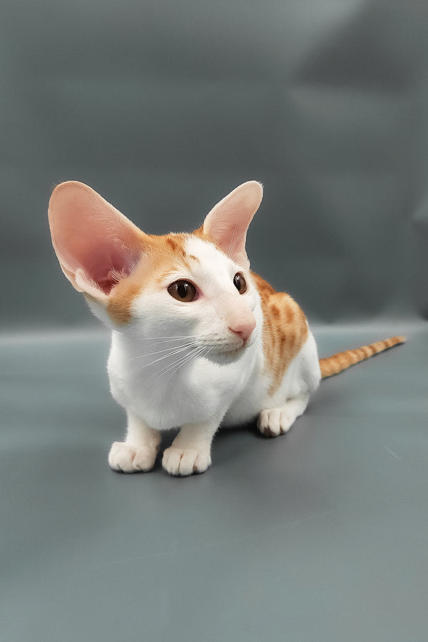 Hayo | Oriental Shorthair Kitten