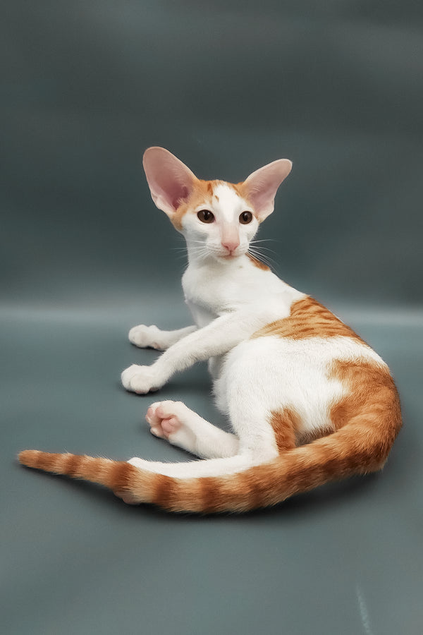 Hayo | Oriental Shorthair Kitten