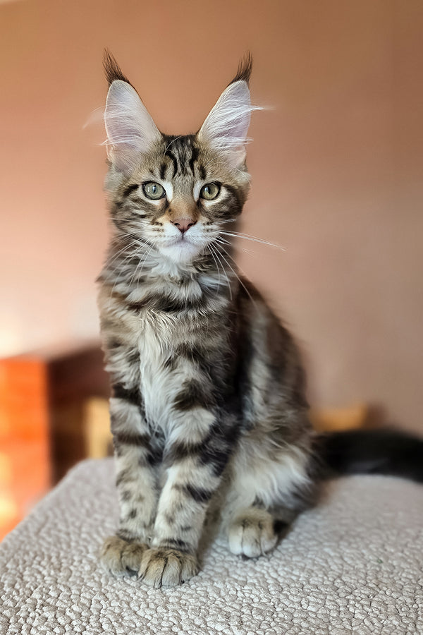Hazel | Maine Coon Kitten