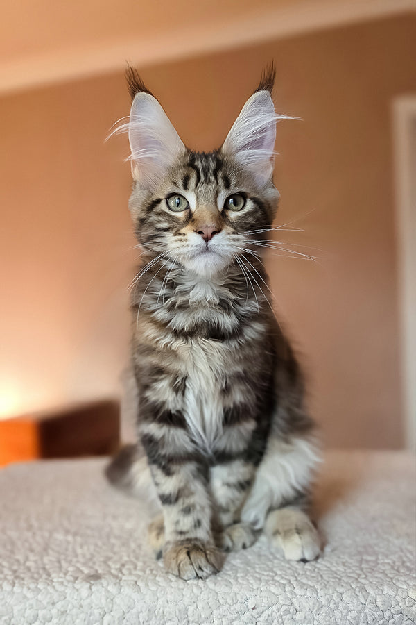 Hazel | Maine Coon Kitten