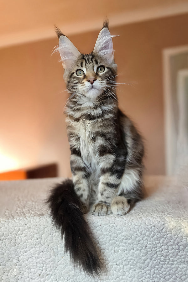 Hazel | Maine Coon Kitten