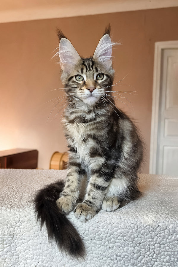 Hazel | Maine Coon Kitten