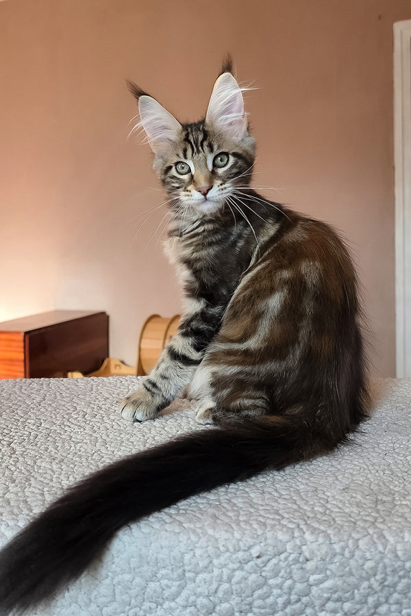 Hazel | Maine Coon Kitten