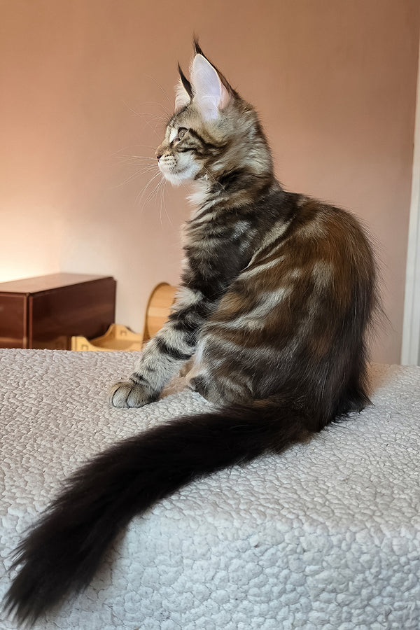 Hazel | Maine Coon Kitten