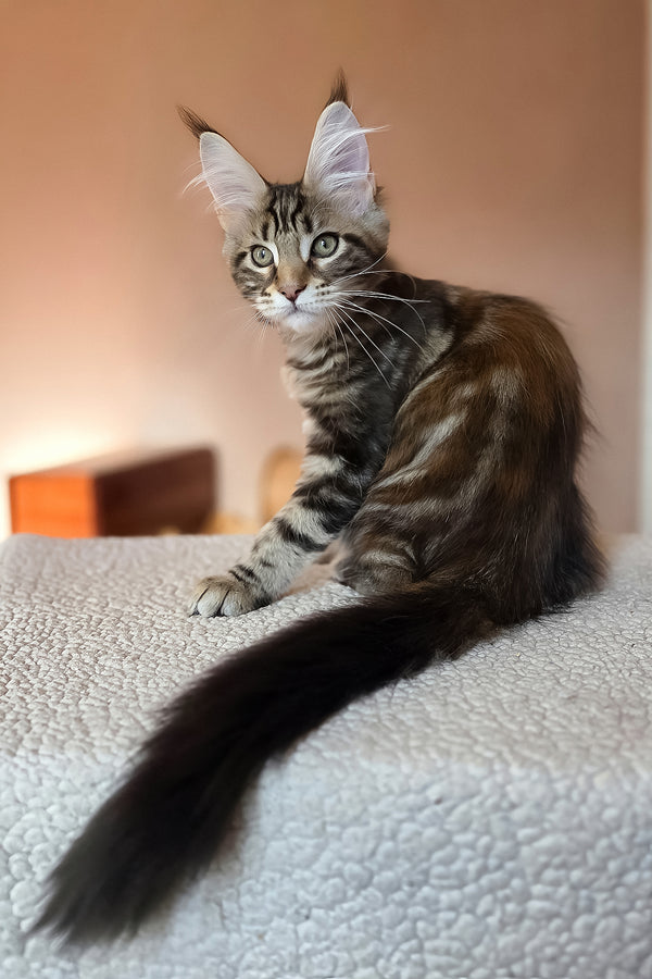 Hazel | Maine Coon Kitten
