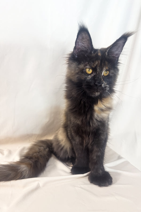 Hazel | Polydactyl Maine Coon Kitten