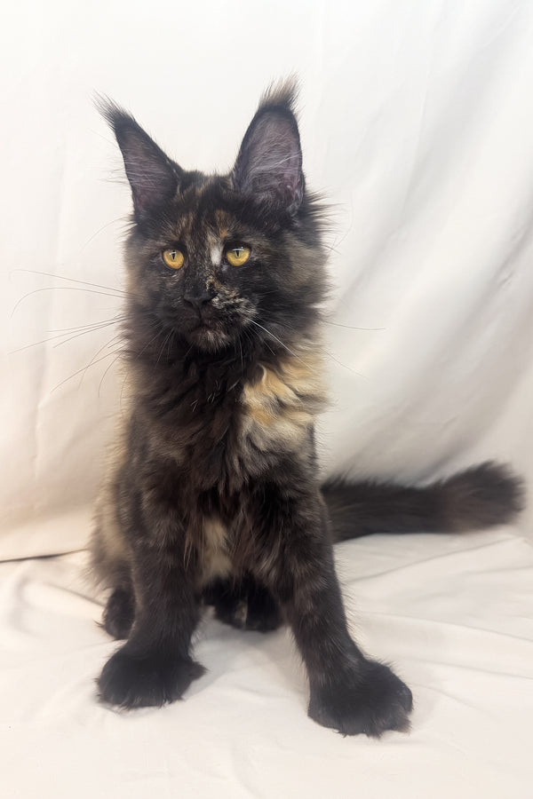 Hazel | Polydactyl Maine Coon Kitten