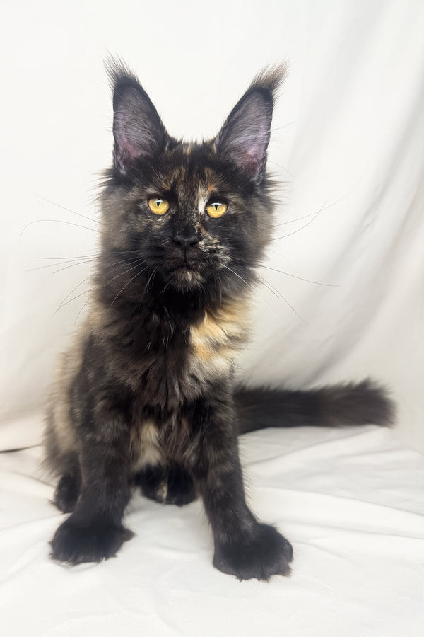 Hazel | Polydactyl Maine Coon Kitten