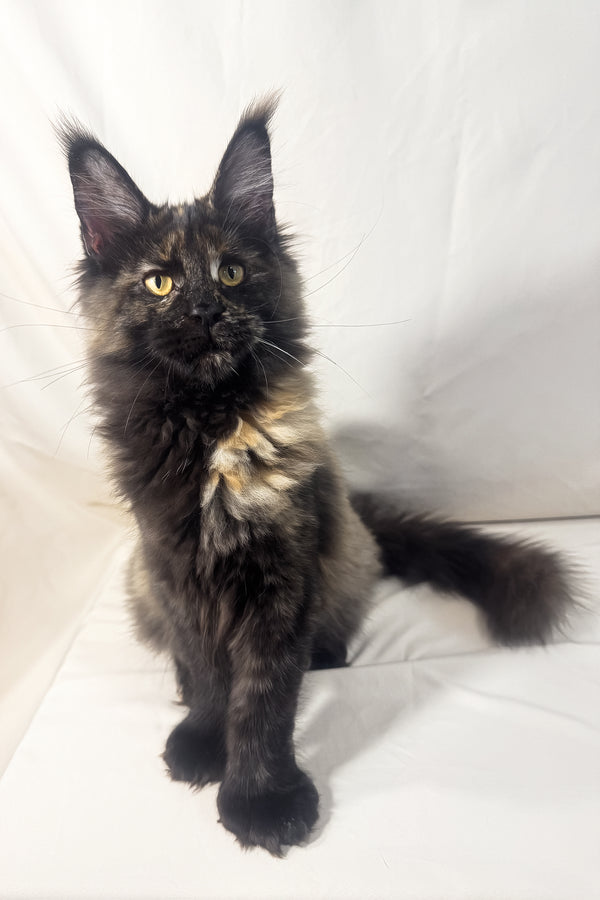 Hazel | Polydactyl Maine Coon Kitten