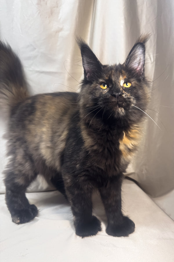 Hazel | Polydactyl Maine Coon Kitten