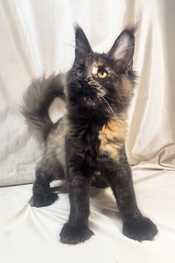 Hazel | Polydactyl Maine Coon Kitten
