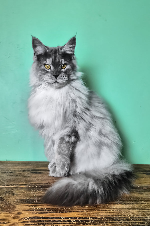 Healthy | Maine Coon Kitten