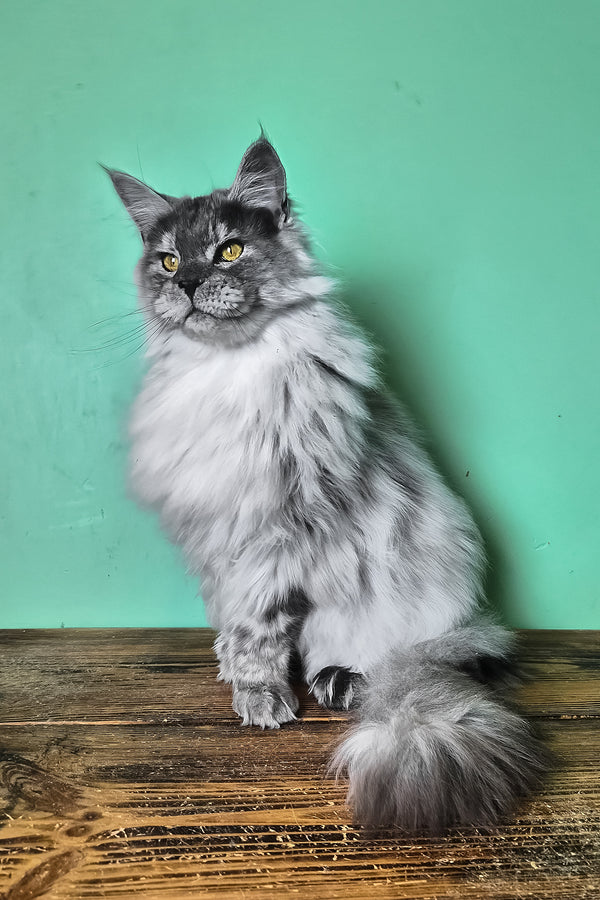 Healthy | Maine Coon Kitten