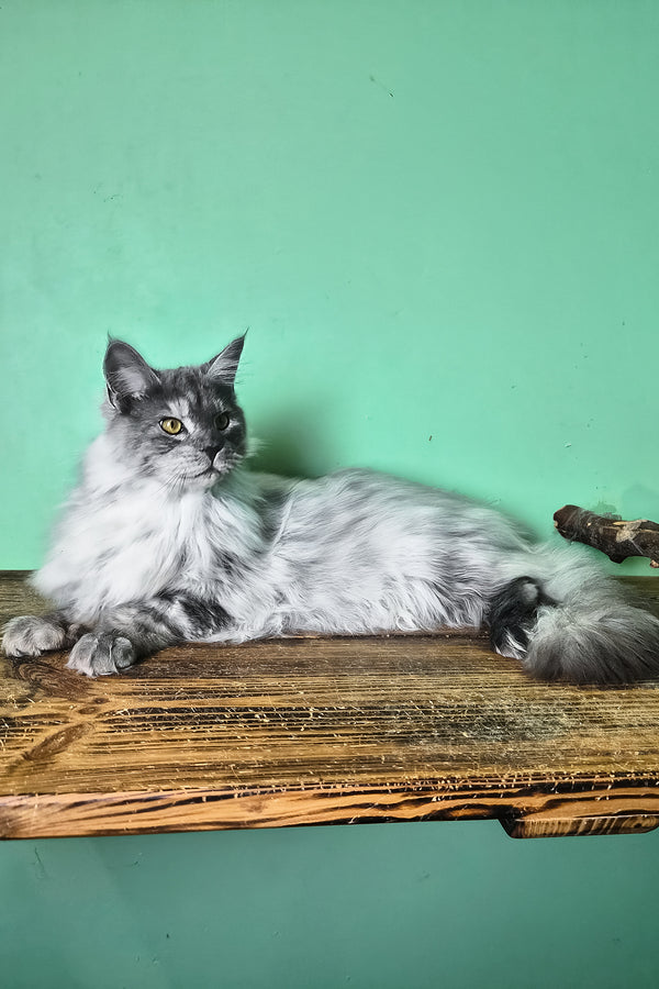 Healthy | Maine Coon Kitten