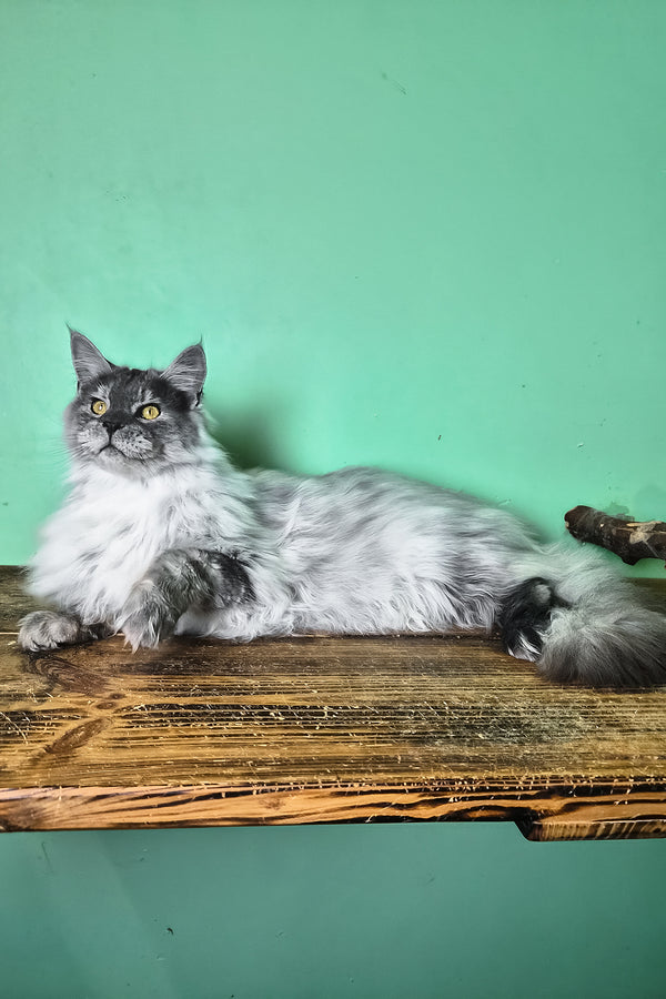 Healthy | Maine Coon Kitten